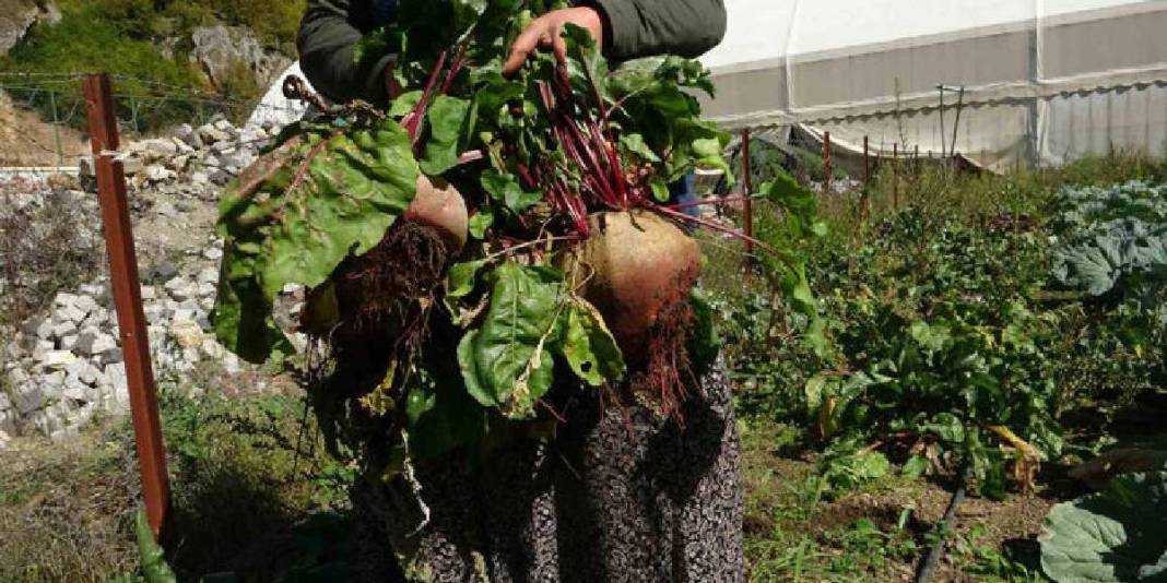 Yüksek kesimlerden gelen lezzetler kışa hazırlanıyor! İmece usulü yapılıyor, kışın çok fazla ihtiyaç duyuluyor 3